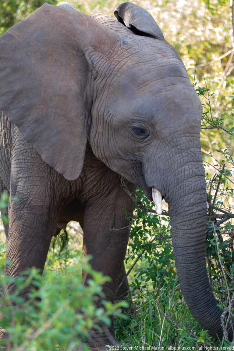 Young African elephant walks through green vegetation with a dark bird perched on its back.