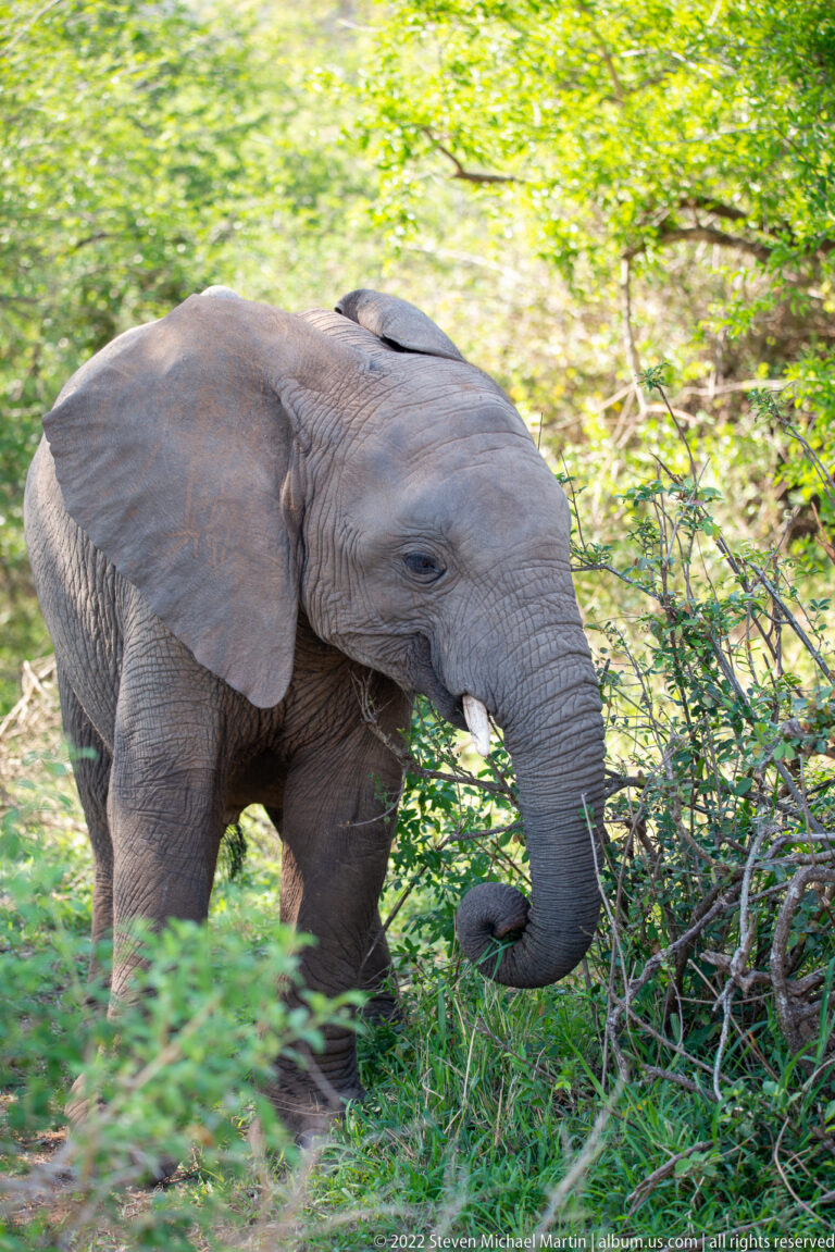 Young African elephant moves through leafy brush with its trunk curled and a bird on its back.