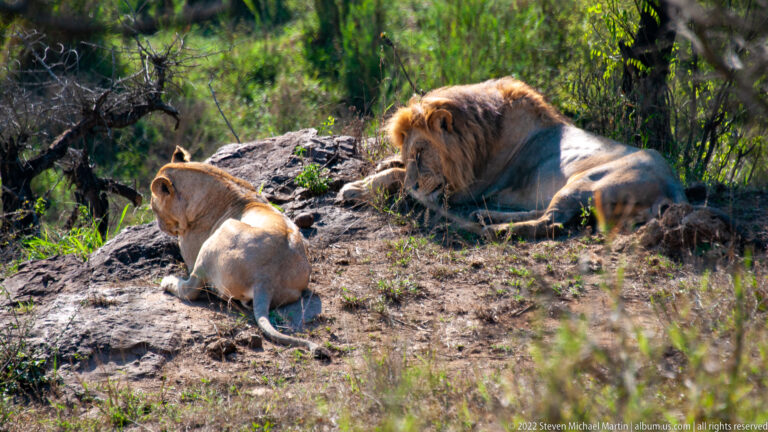 Lioness seated in the foreground facing a reclining adult male lion on shaded ground.