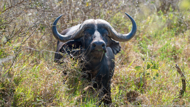 African buffalo faces forward in tall grass with broad curved horns framing its head.