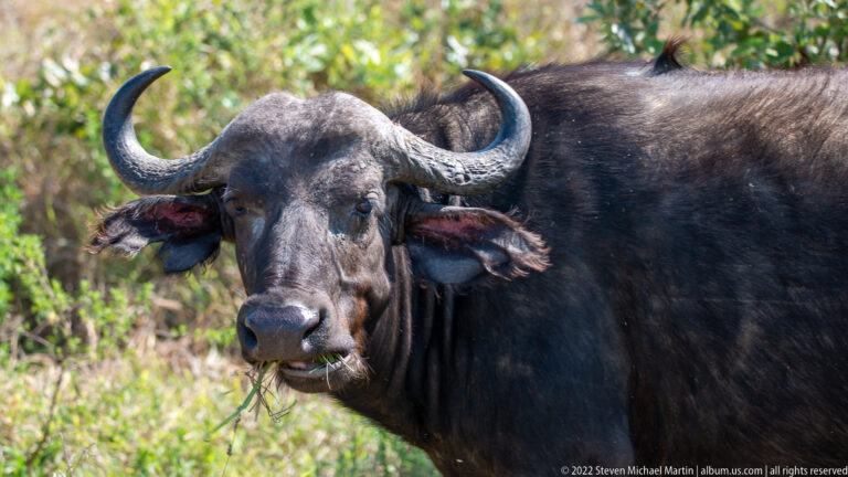 Close African buffalo portrait with curved horns and vegetation hanging from its mouth.
