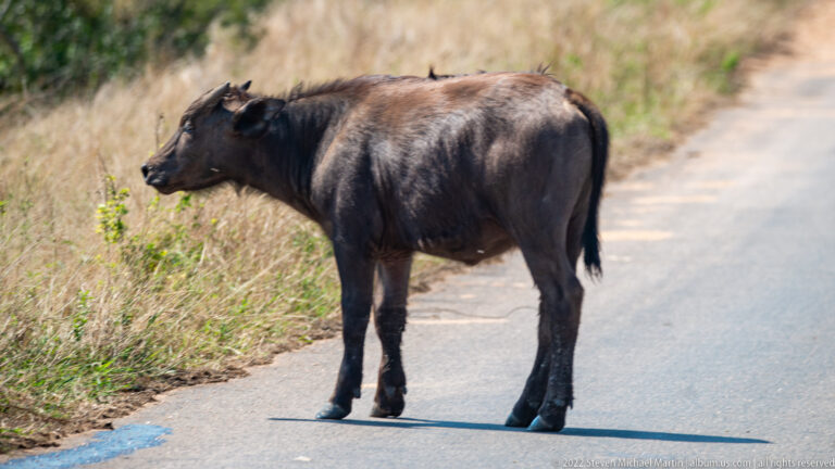 African buffalo stands broadside on a paved road bordered by dry grass.