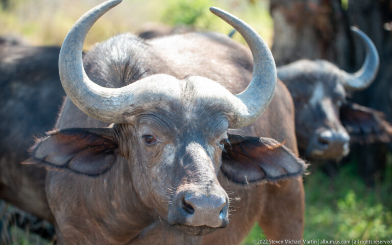 Frontal close-up of a horned African buffalo with other buffalo blurred behind.