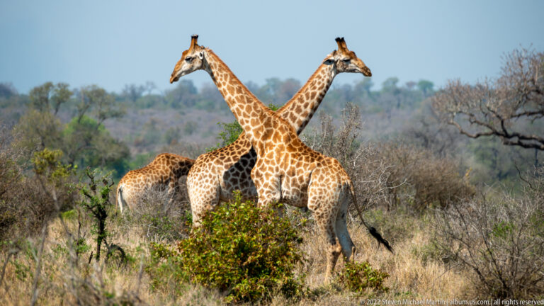 Several giraffes stand among dry shrubs, with two adults crossing their necks.