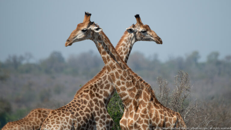 Two giraffes stand close together with their long necks crossing against distant bushveld.