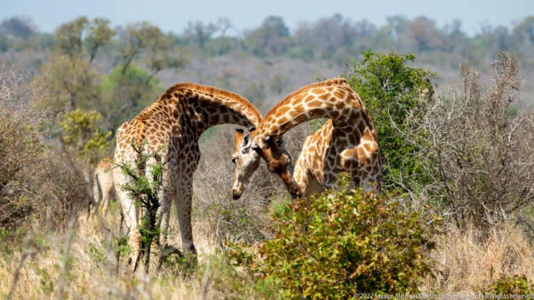 Two giraffes bend their long necks downward to browse low green shrubs.