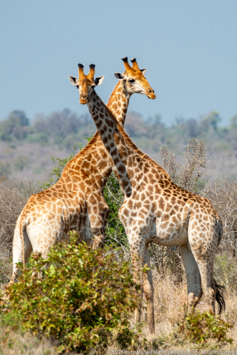 Two giraffes stride past one another with overlapping necks and bodies in low bush.