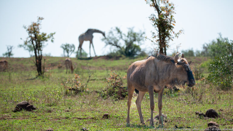 Blue wildebeest stands in grassland with a giraffe blurred on the distant rise.