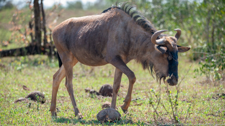 Blue wildebeest lowers its head to graze on short green vegetation.