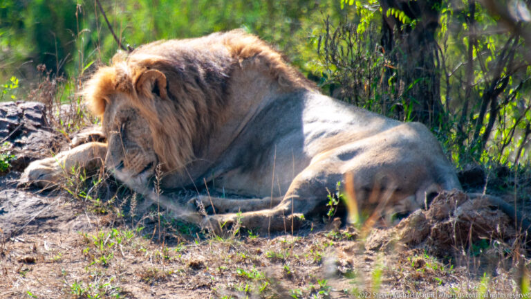 Adult male lion lying on the ground in partial shade with forelegs extended and head lowered.
