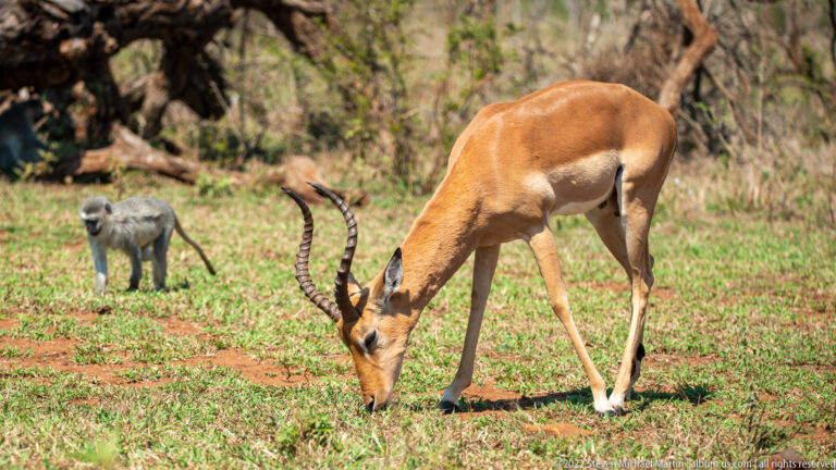Horned male impala grazes in foreground while a vervet monkey stands behind.