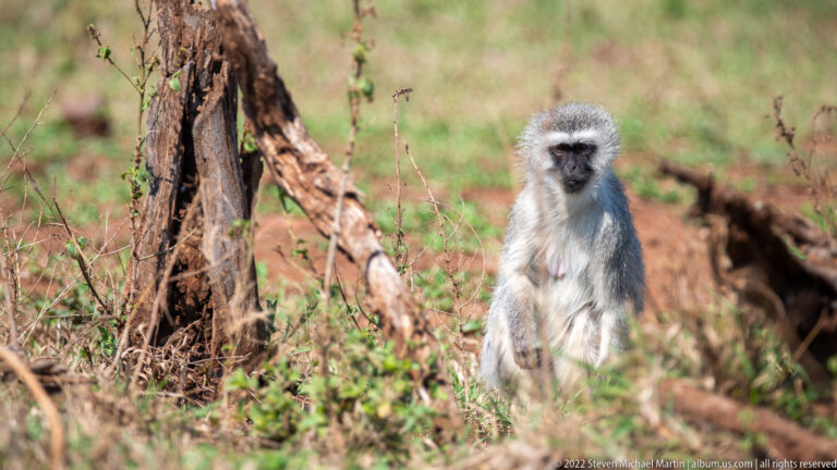 Vervet monkey sitting upright in grass beside a weathered tree trunk in sunlit bushveld.