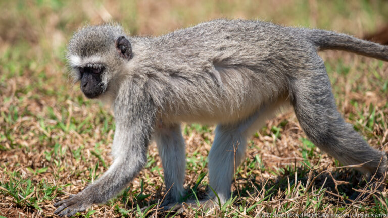 Vervet monkey walking in profile through short grass with its long tail extended behind it.