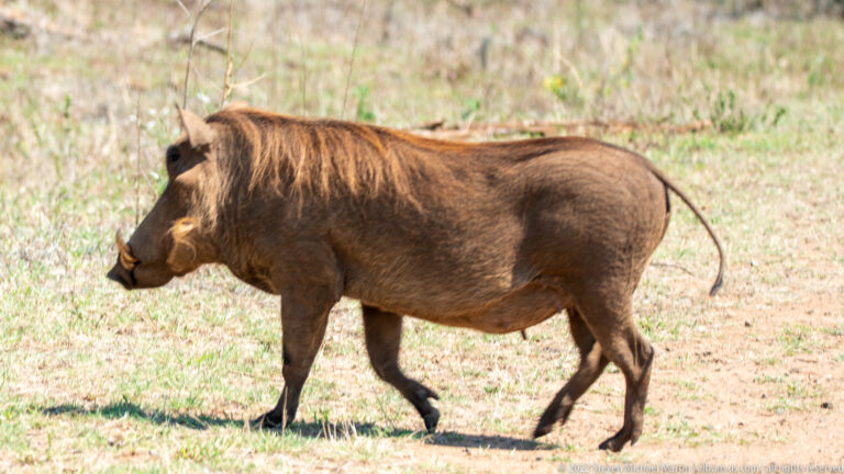 Common warthog walking across open grass in side profile, with curved tusks and bristly mane visible.