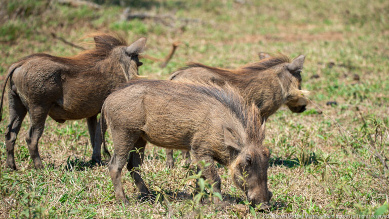 Three common warthogs clustered in short grass, two with heads lowered while foraging.