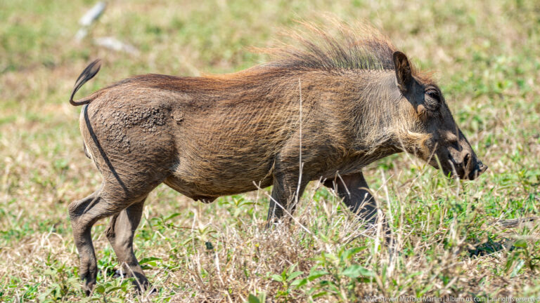Close side view of a common warthog moving through tall grass with mane, tusk and raised tail visible.