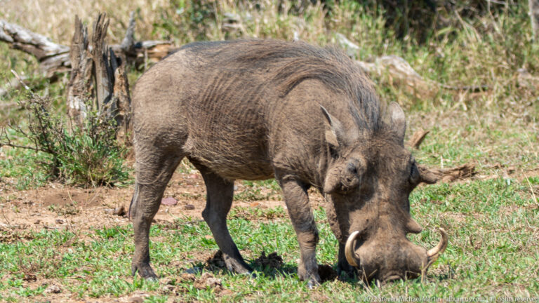 Common warthog grazing head-down in short grass, with curved tusks and facial warts clearly visible.