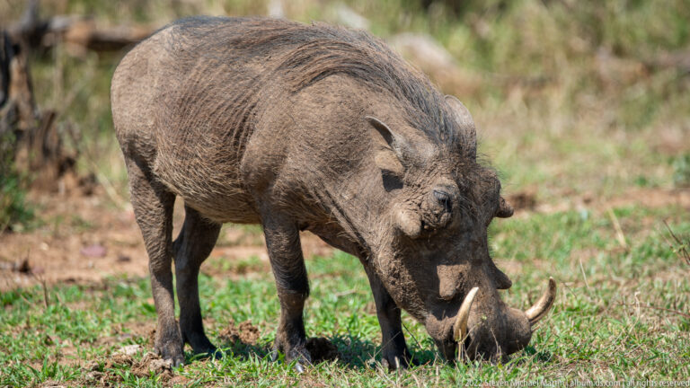 Common warthog feeding in grass from a three-quarter angle, showing cheek warts and paired tusks.