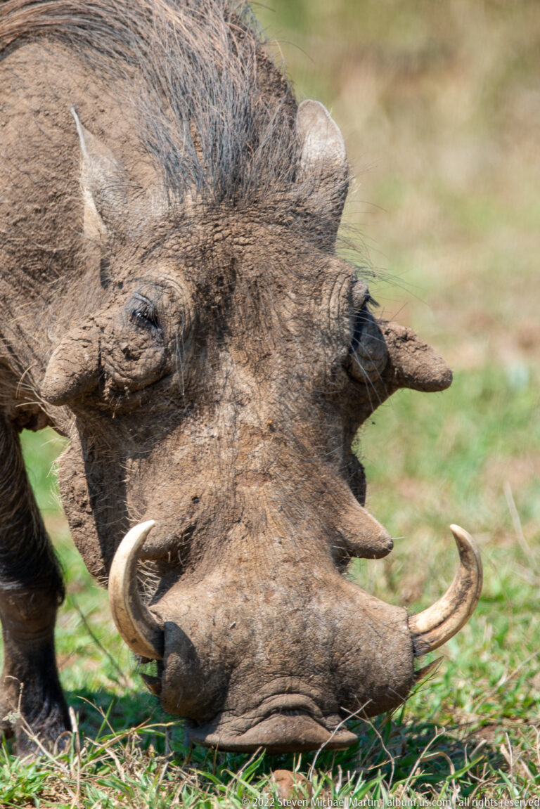Close-up of a common warthog feeding, with large curved tusks, coarse bristles and facial warts.