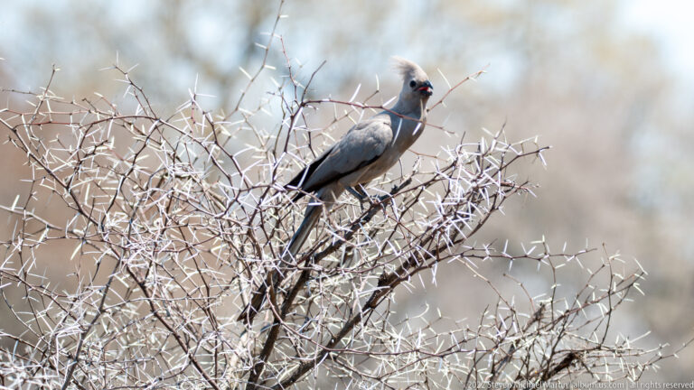 Grey go-away-bird perched upright on the top of a thorny leafless shrub, with long tail and crest visible.