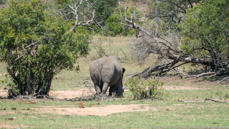 Southern white rhinoceros seen from behind walking through open bushveld among low shrubs and trees.