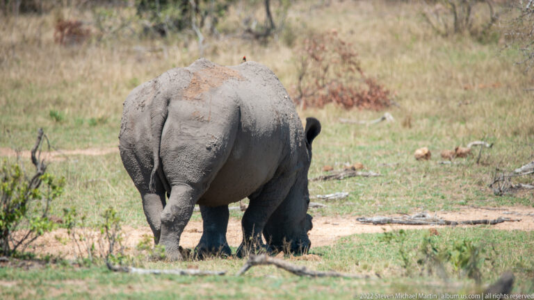 Southern white rhinoceros grazing with head down, rear and side visible, its gray hide partly coated with dried mud.
