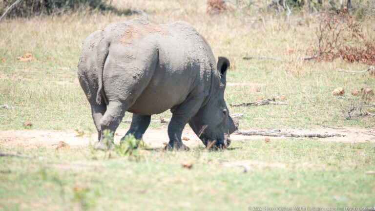 Rear view of a southern white rhinoceros grazing in short grass, with dried mud coating its back and rump.