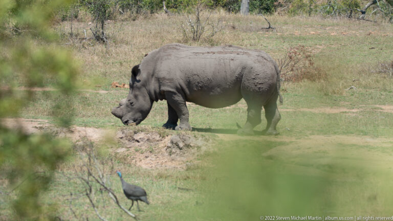 Southern white rhinoceros standing broadside beside a muddy depression, partly screened by blurred foreground vegetation.