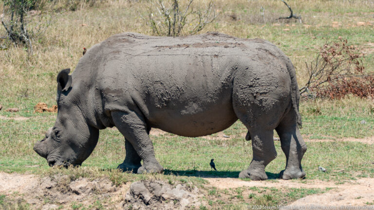 Southern white rhinoceros grazing in full side profile beside disturbed earth, with both horns and mud-coated hide visible.