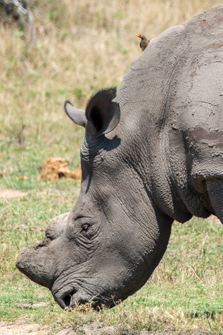 Close side portrait of a southern white rhinoceros head with long front horn, eye, ear and wrinkled gray hide.