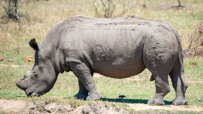 Full broadside view of a southern white rhinoceros grazing beside mud, with both horns and heavy body visible.