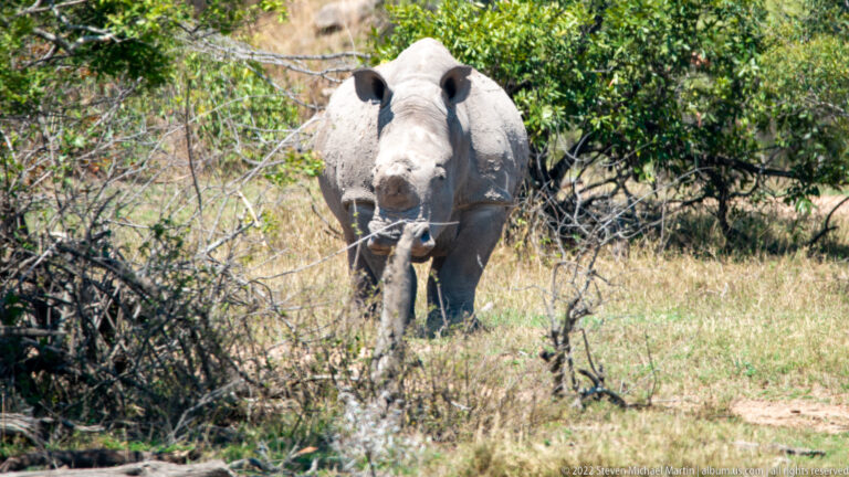 Southern white rhinoceros approaching head-on through dry scrub, with long front horn centered above its broad muzzle.