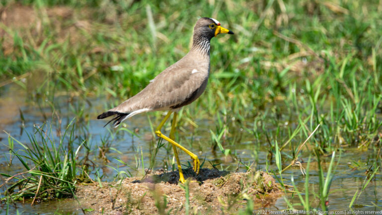 Wattled lapwing standing in profile on mud beside shallow water and green wetland vegetation.