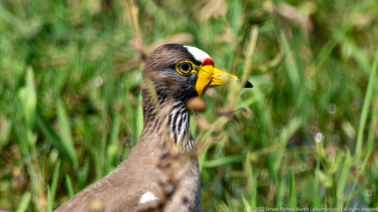 Close portrait of a wattled lapwing showing yellow facial wattles and bill, red accent, dark eye and streaked neck.