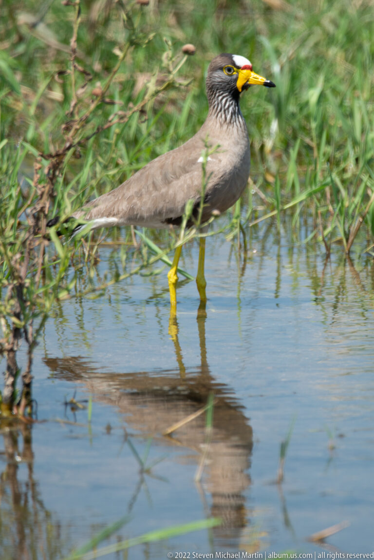 Wattled lapwing wading through shallow water in profile, with yellow legs and a partial reflection beneath it.