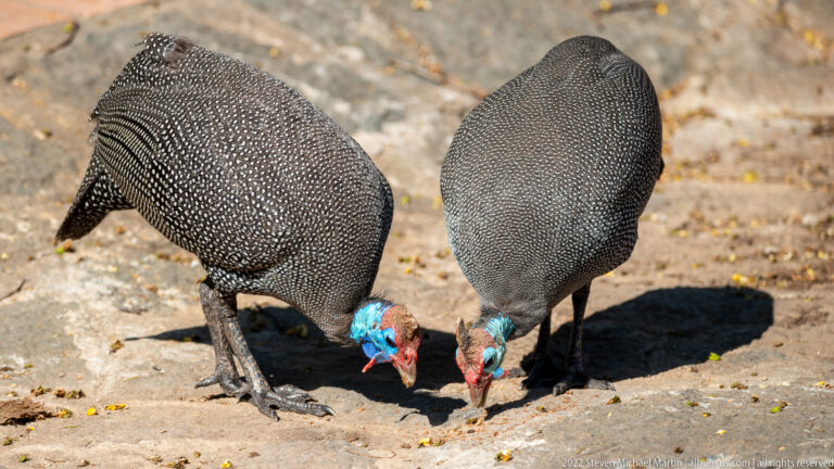 Two helmeted guineafowl feeding side by side on bare ground, with blue faces, red wattles and speckled plumage.