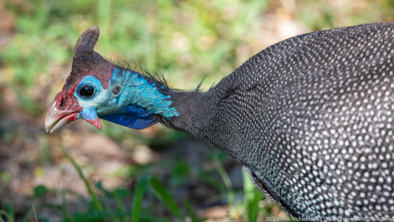 Close profile of a helmeted guineafowl with blue bare skin, red wattles, dark casque and white-spotted plumage.