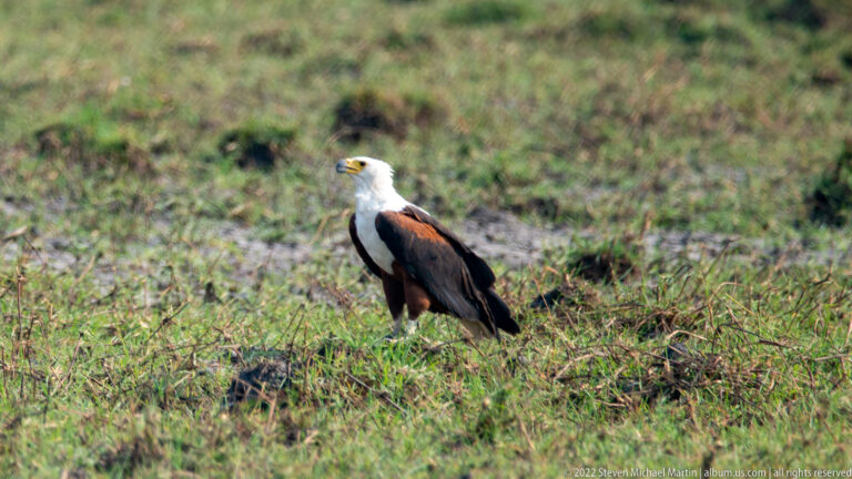Adult African fish eagle in profile on grass, showing white head, chestnut body, and dark wings.