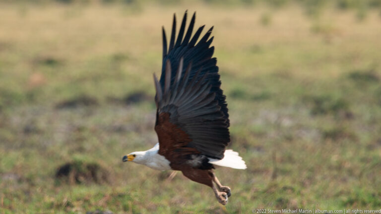 African fish eagle flying low with wings raised, legs extended, and white head and tail visible.