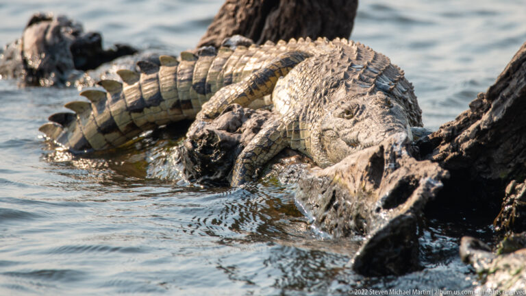 Two Nile crocodiles partly submerged beside dark driftwood, one facing forward at the water surface.