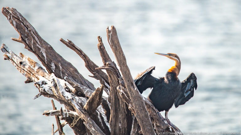 African darter perched on dead wood above water with wings spread and long neck extended.