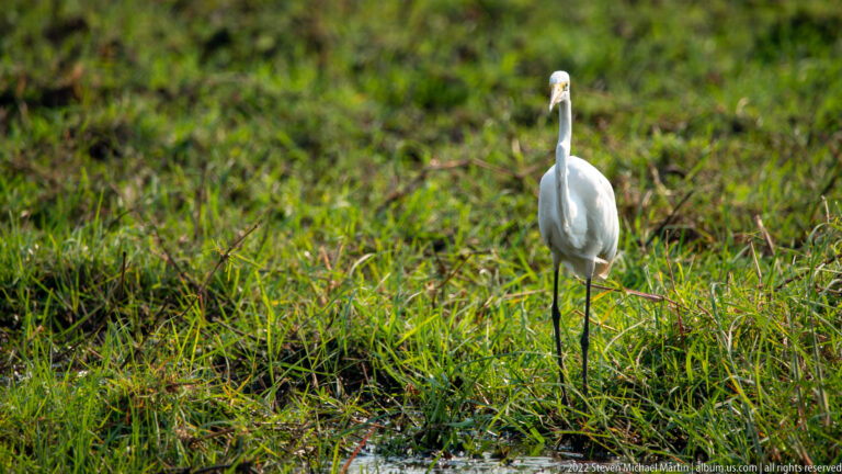 Great egret standing upright in green wetland grass with white plumage, yellow bill, and black legs.