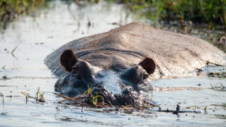 Hippopotamus nearly submerged in shallow water, with eyes, ears, nostrils, and broad back above the surface.