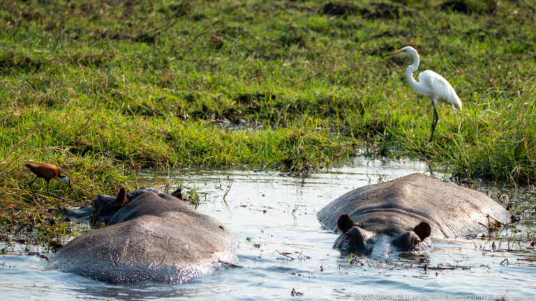 Two hippopotamuses partly submerged in a shallow pool with a white great egret standing behind them.