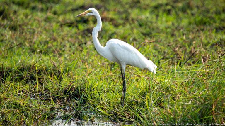 Great egret standing at a marsh edge with curved neck, yellow bill, white plumage, and black legs.