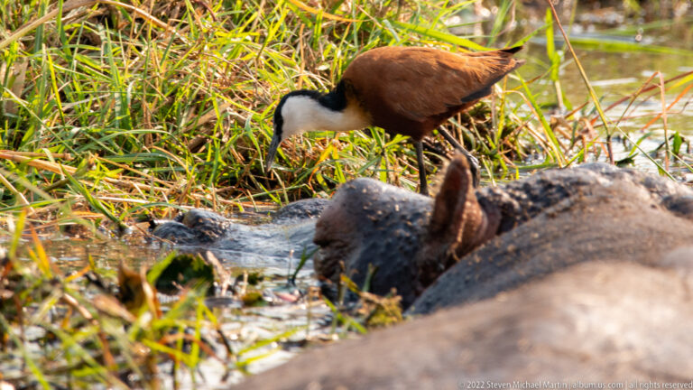 Chestnut African jacana foraging in reeds beside the head of a partly submerged hippopotamus.