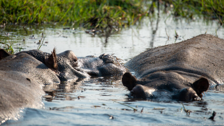 Several hippopotamuses clustered in shallow water, with one head facing forward between broad exposed backs.