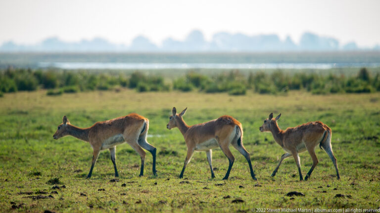 Three tawny red lechwe walking in profile across green floodplain grass beside distant water.