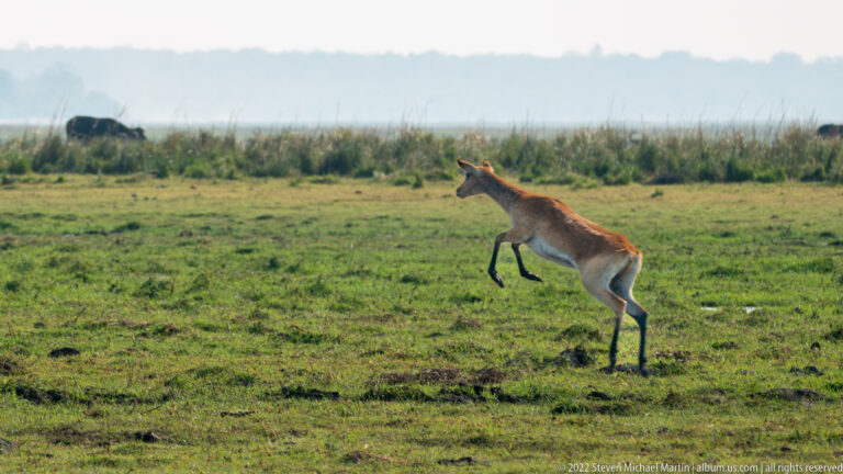 Tawny red lechwe bounding across green floodplain grass with legs lifted off the ground.