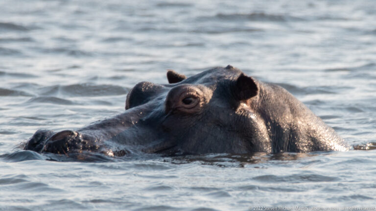 Large hippopotamus swimming in rippled water with a smaller hippo head close beside it.